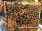 Vendons cadrons de couvain format MiniPlus avec abeilles