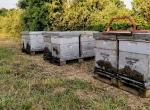 Vends colonies d'abeilles de production AB