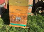 Ruches peuplées Bio prêtes à produire (2 lots de 50)