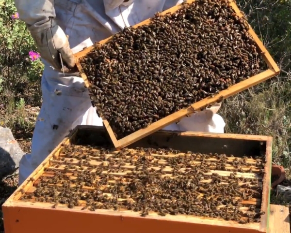 Essaims hivernés ou de l'année Buckfast – 2026 | Jura - Ain - Saône