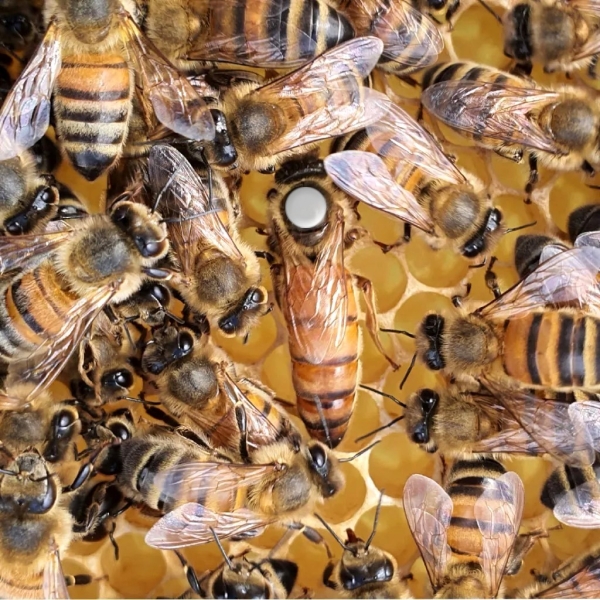 Reines Buckfast F1 fécondées - Sélection 2026