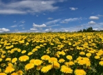 Miels de pissenlit, ronce, acacia, montagne, printemps