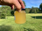 7 fûts de miel d’acacia Bio de 2025