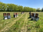 Colonies pour mise en hivernage 