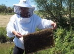 Journée d'immersion en apiculture