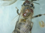 Formation Luttez contre de varroa