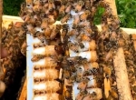 Gelée royale française Bio