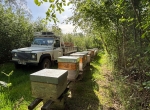 Vends colonies Langstroth