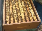 Nourrisseurs Dadant 10 c bois