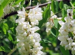 A vendre seaux de 40 kg fr miel d'acacia 2026