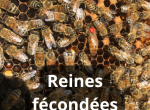Reines abeilles Buckfast ou noires