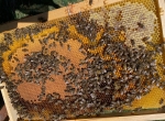 cadre abeilles buckfast Reines fécondées Buckfast — juin, c'est maintenant.