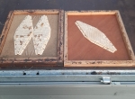 Chasse-abeilles