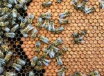Schéma de sélection à l’échelle de l’exploitation – F2026/18 -    12 novembre 2026