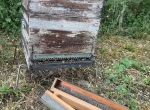 Vends 85 ruches Dadant 12 c peuplées + trappes à pollen