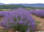 Miel de lavande à vendre 