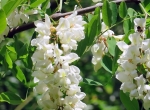 A vendre fûts miel d'acacia 2026