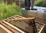 Apiculteur Bio vend miels