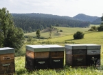 Miel de montagne et de tilleul bio 2026