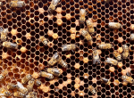 Formation Les maladies de l’abeille et la prévention sanitaire