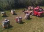 Miels Bio de châtaignier, houx, montagne, tournesol, garrigues en futs