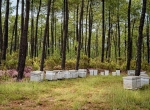 APISERVICE À vendre exploitation apicole de 400 ruches dans les Landes