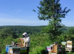 Gelée royale française bio - Morvan