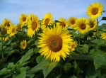 A vendre Miel de Tournesol 2026