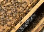 Mieux connaître l’abeille pour optimiser ses rendements et ses élevages – F2026/17 - 14 et 15 octobre 2026