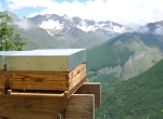 Fût miels Bio Pyrénées avec analyses