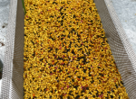 Vends pollen de garrigue 
