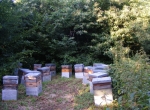 Vends miels de lavande, châtaignier et fleurs