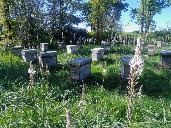 Offre d’emploi saisonnier – Apiculteur (H/F)