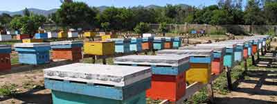 abeilles