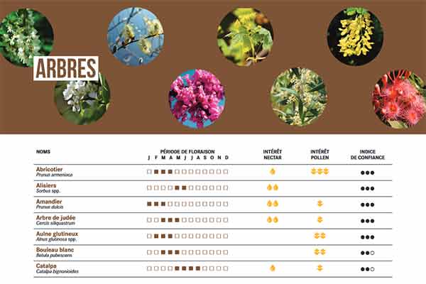 Plantes attractives abeilles