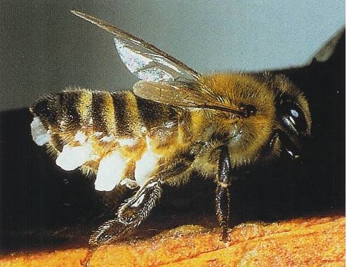 cireabeille1.jpg