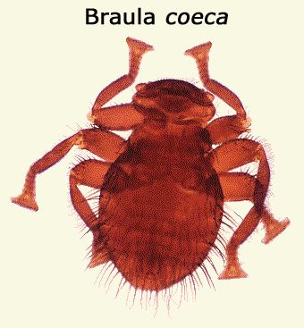 braula.jpg