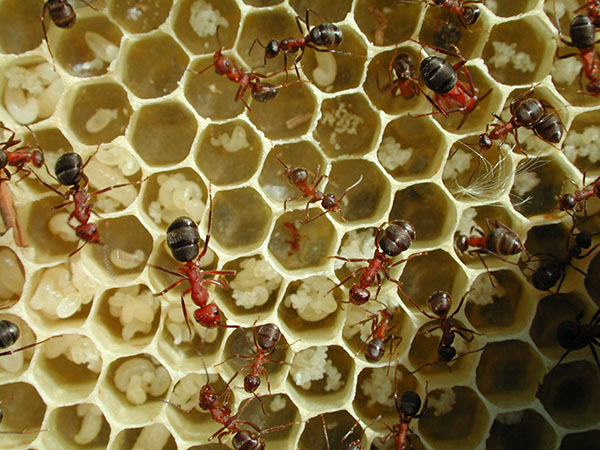 fourmis_2.jpg