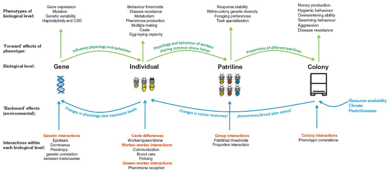 genetic_architecture_honeybee_breeding.jpg