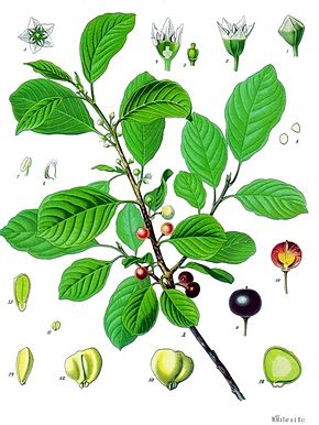 Rhamnus_frangula_-_Khlers_Medizinal-Pflanzen-1201.jpg