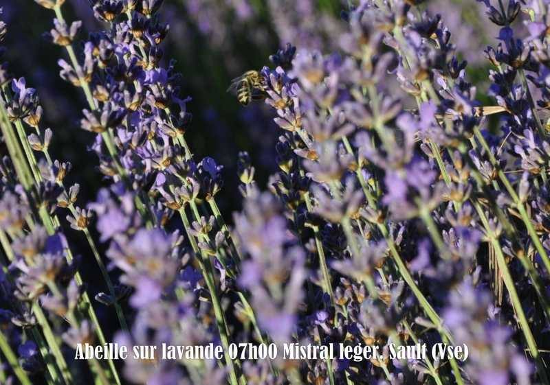 AbeillesurLVMistralléger.Sault..jpg